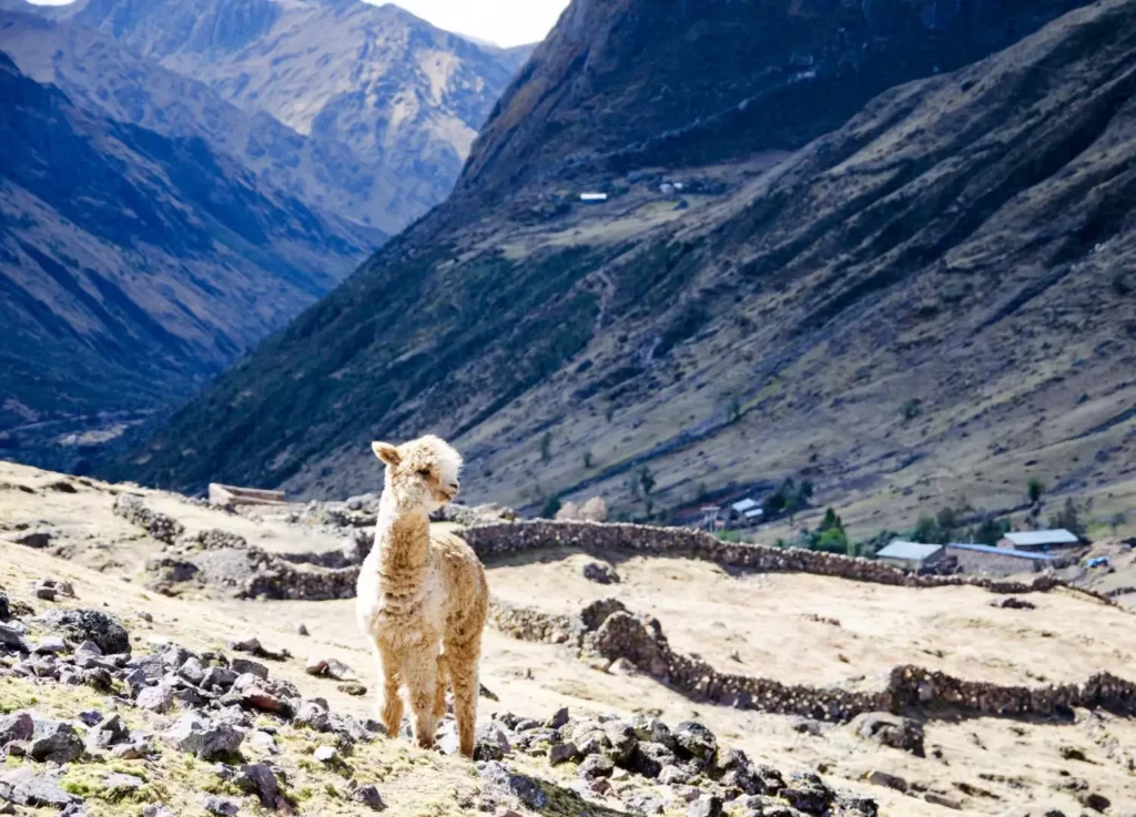 8 Day Lares Expedition